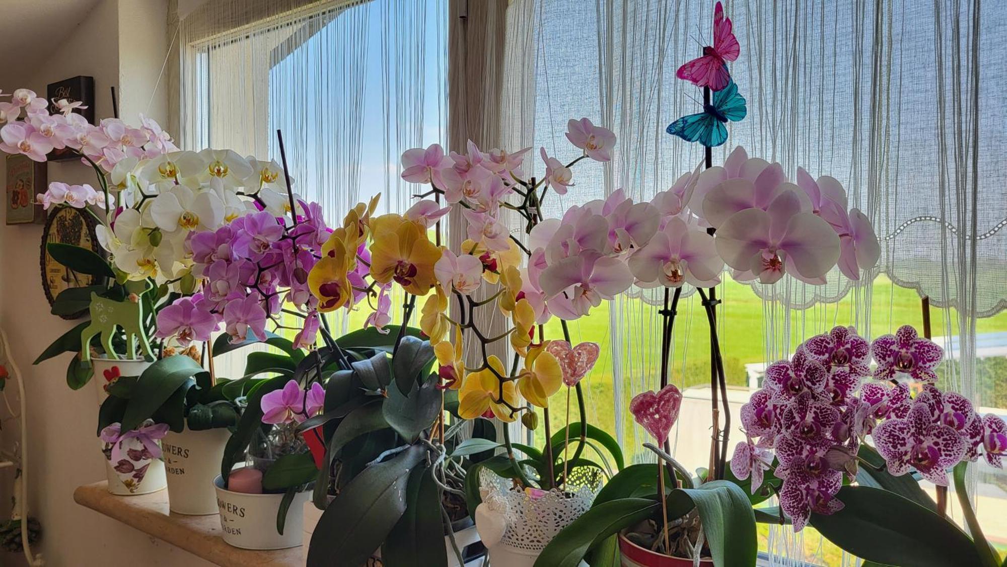 B&B A casa di Eleonora Villafranca di Verona Esterno foto